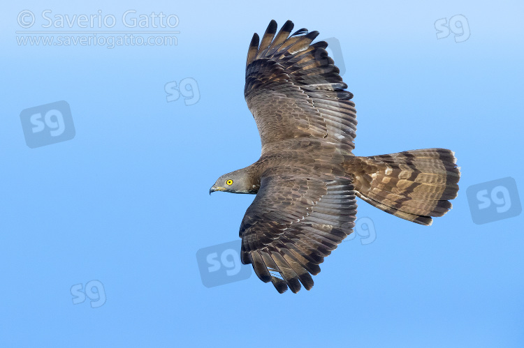 Falco pecchiaiolo, maschio adulto in volo