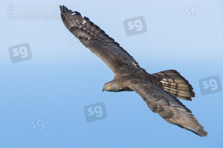 Falco pecchiaiolo, maschio adulto in volo