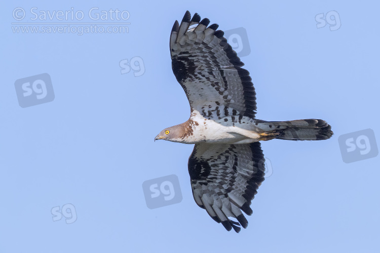 Falco pecchiaiolo, maschio adulto in volo