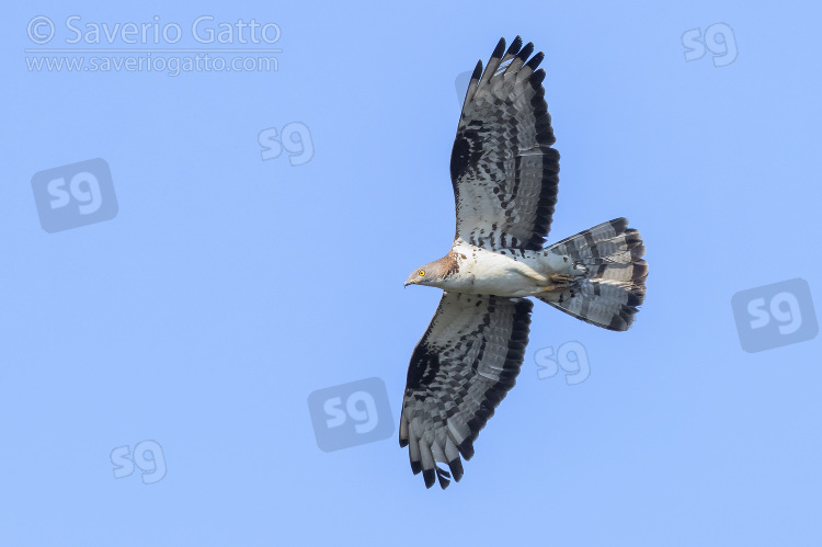 Falco pecchiaiolo, maschio adulto in volo