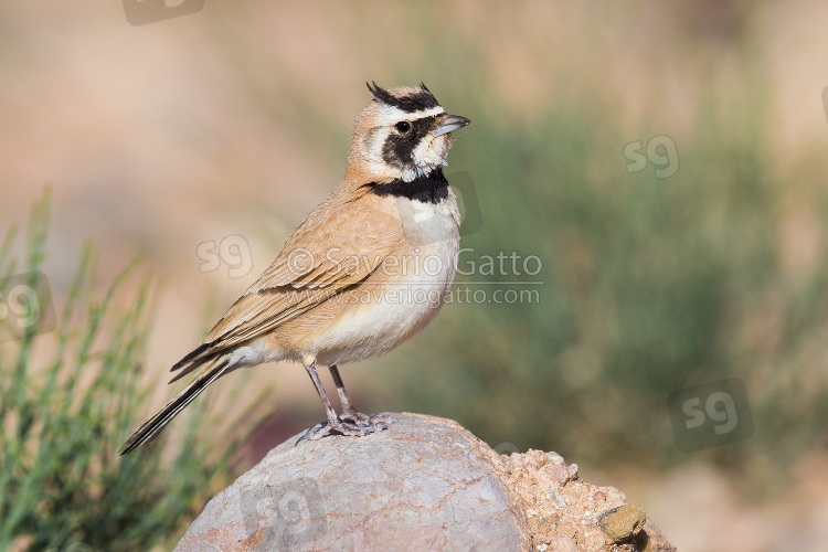 Temminck's Lark, adult perched on a stone