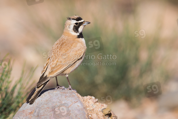 Temminck's Lark, adult perched on a stone