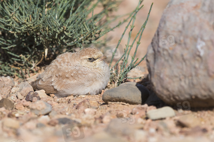 Temminck's Lark