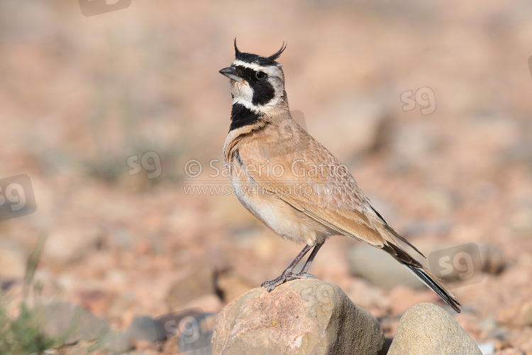 Temminck's Lark, adult perched on a stone