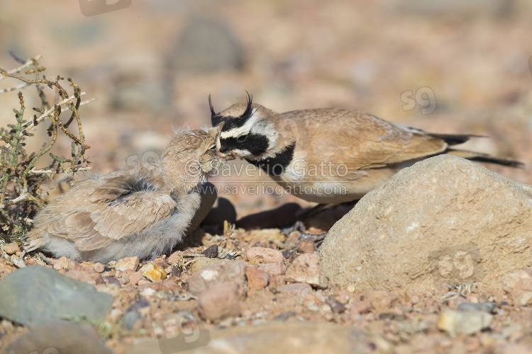 Temminck's Lark, adult feeding its chick