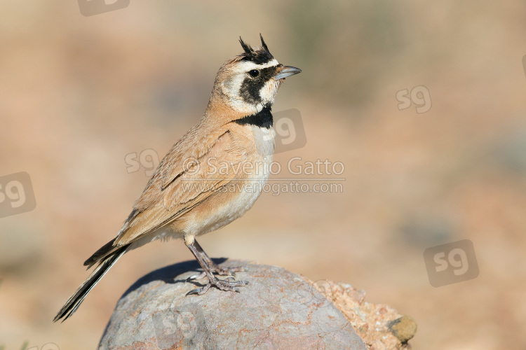 Temminck's Lark, adult perched on a stone