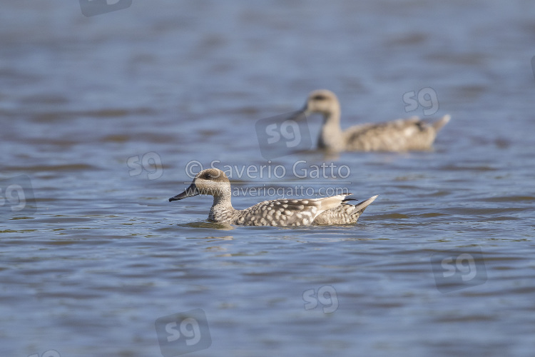 Marbled Duck, pair swimming in a lake