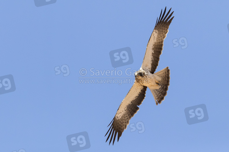 Booted Eagle, white morph adult in flight