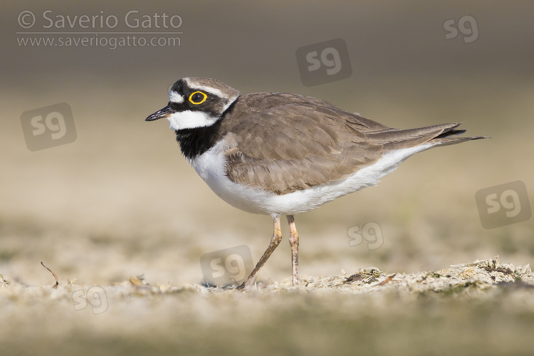 Little Ringed Plover, adult standing on the ground