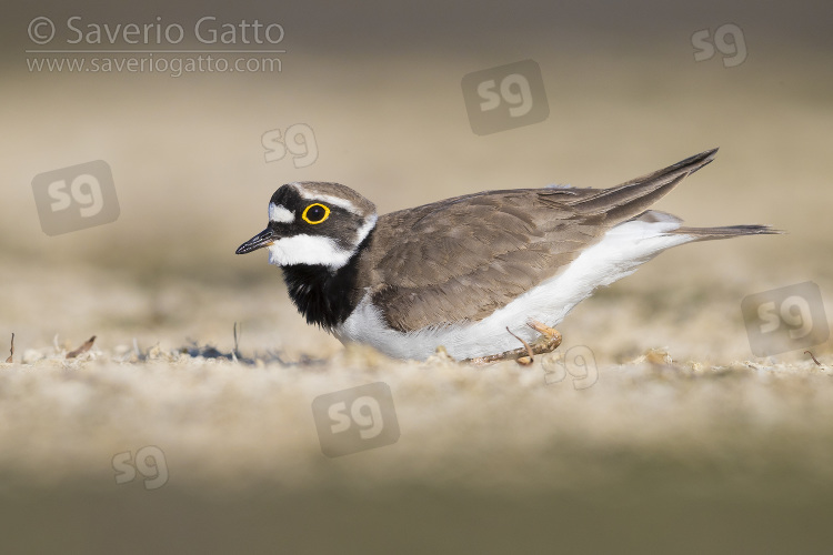 Little Ringed Plover, adult crouched down on the ground