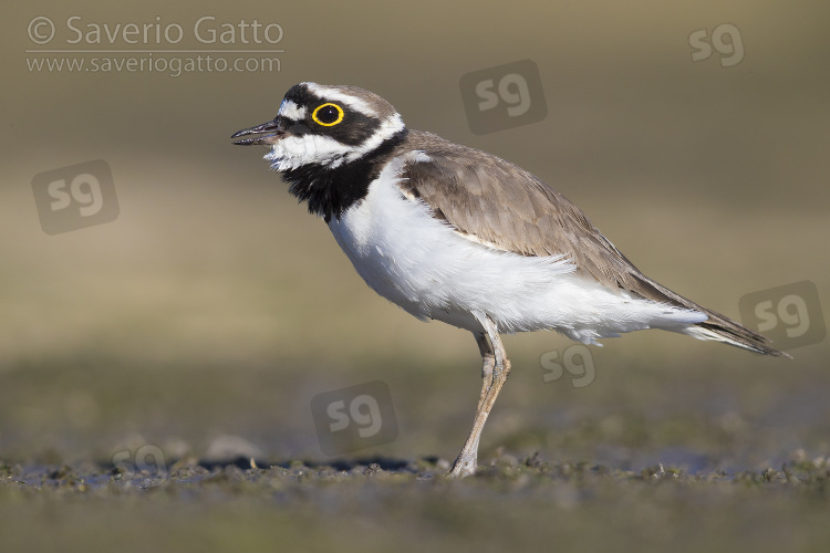 Little Ringed Plover, adult standing on the ground