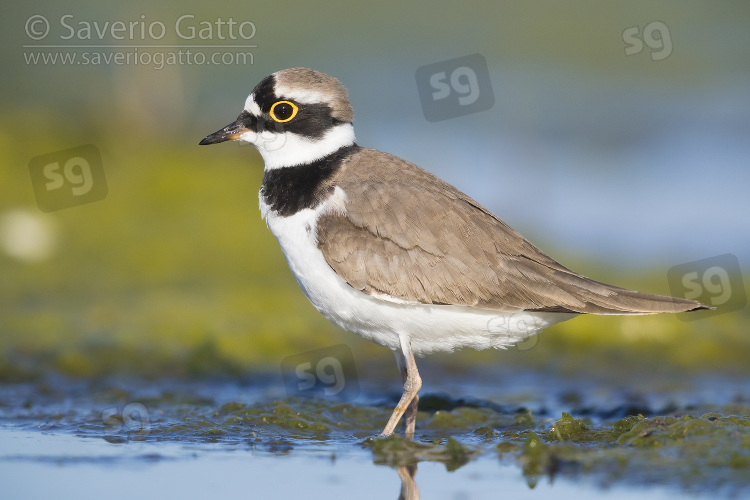 Little Ringed Plover, adult standing in the mud