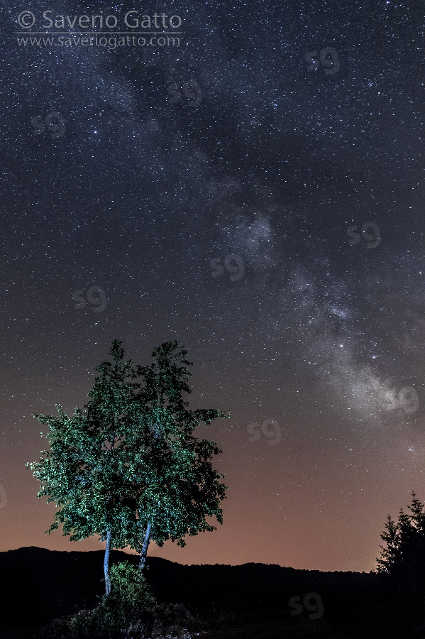 Nocturnal landscape, landscape with milky way and  tree