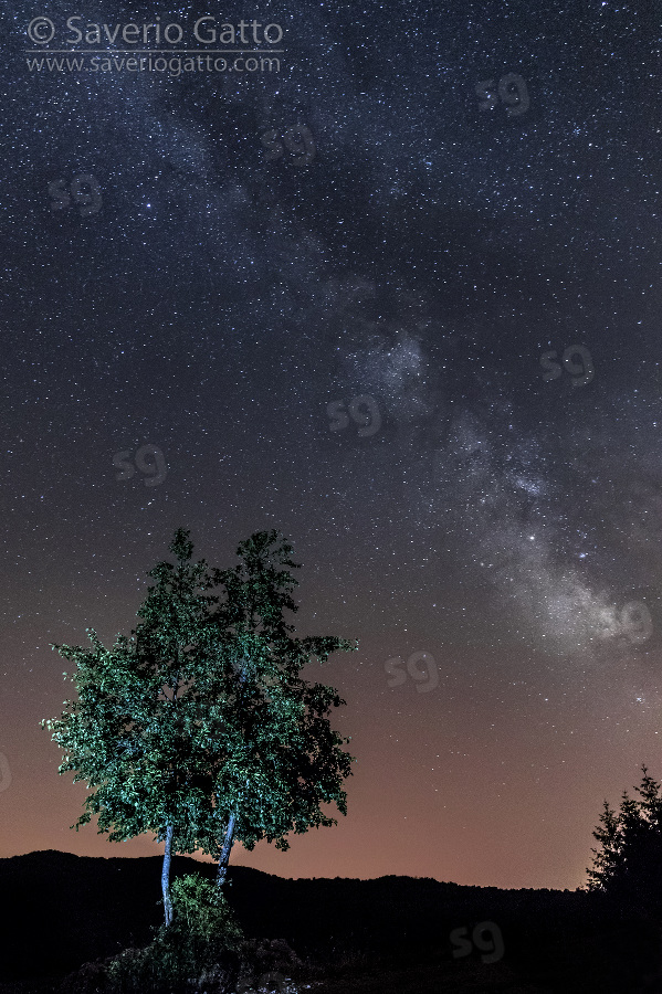 Paesaggio notturno, paesaggio con via lattea ed albero