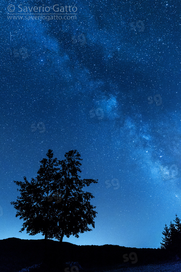 Paesaggio notturno, paesaggio con via lattea ed albero