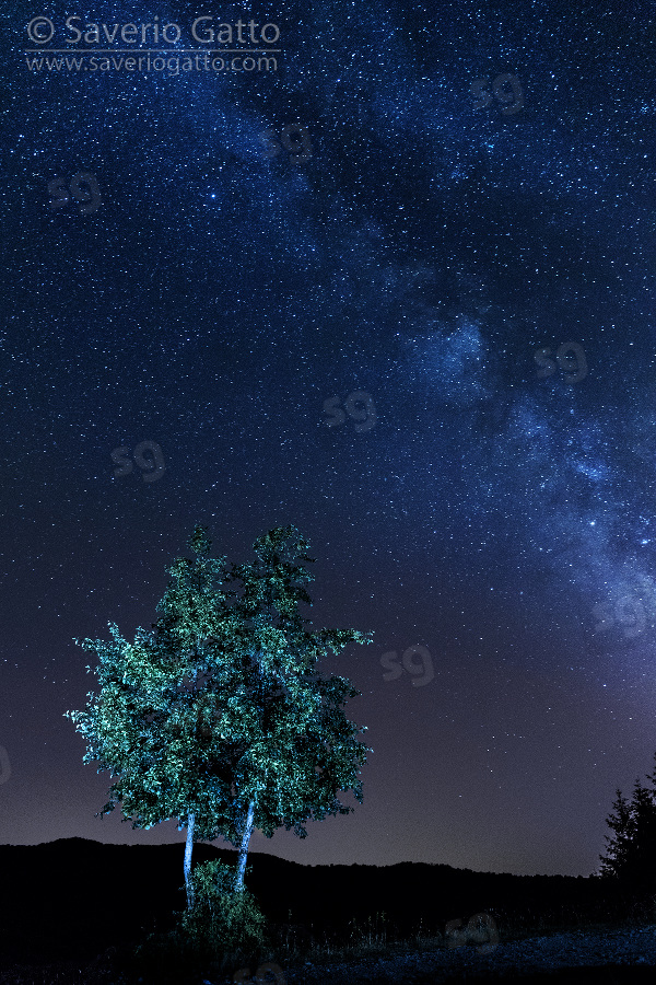 Nocturnal landscape, landscape with milky way and  tree