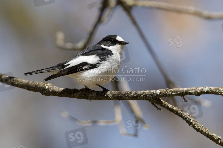 Atlas Pied Flycatcher, adult perched on a branch