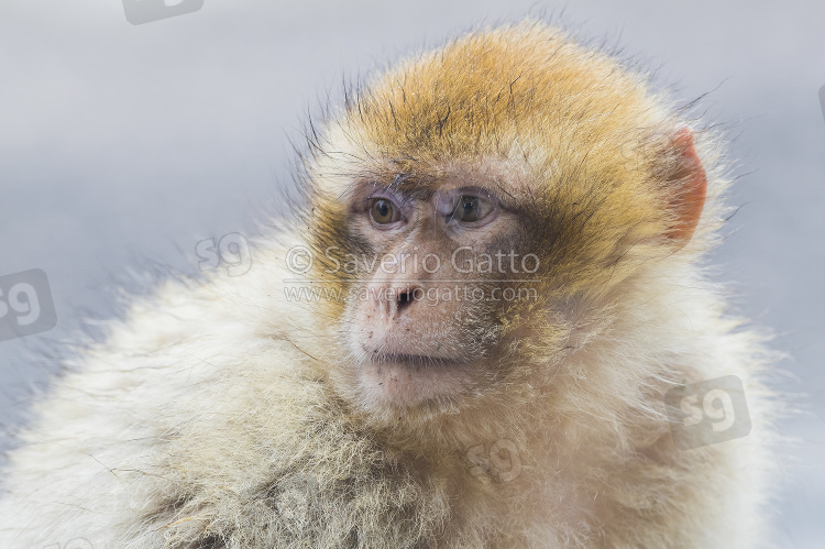 Barbary Macaque, juvenile close-up