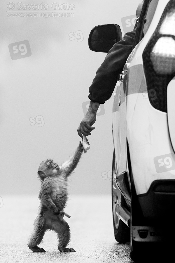 Barbary Macaque, cub being fed by a man