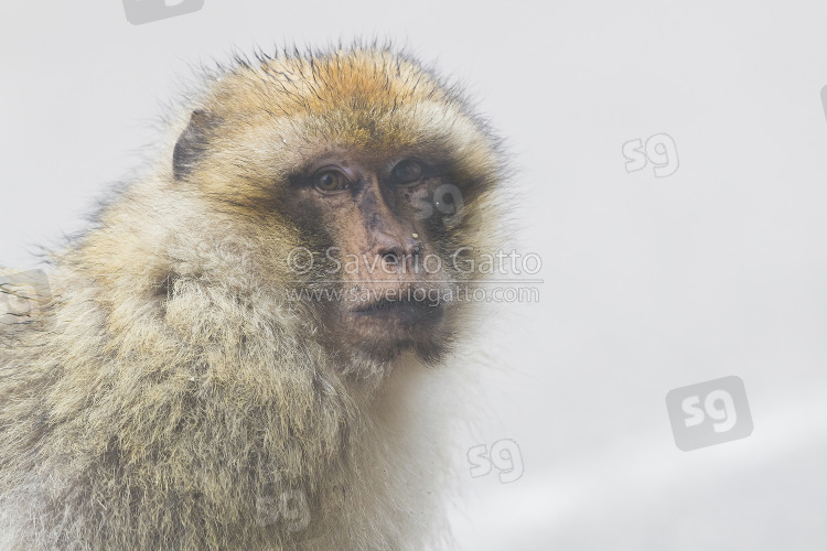 Barbary Macaque, adult close-up