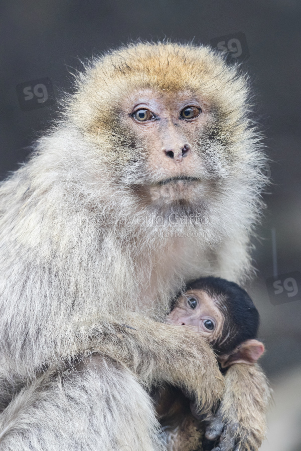 Barbary Macaque, adult female with its cub