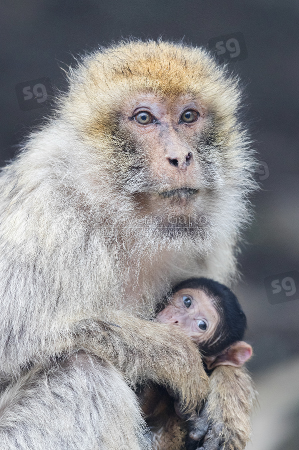 Barbary Macaque, adult female with its cub