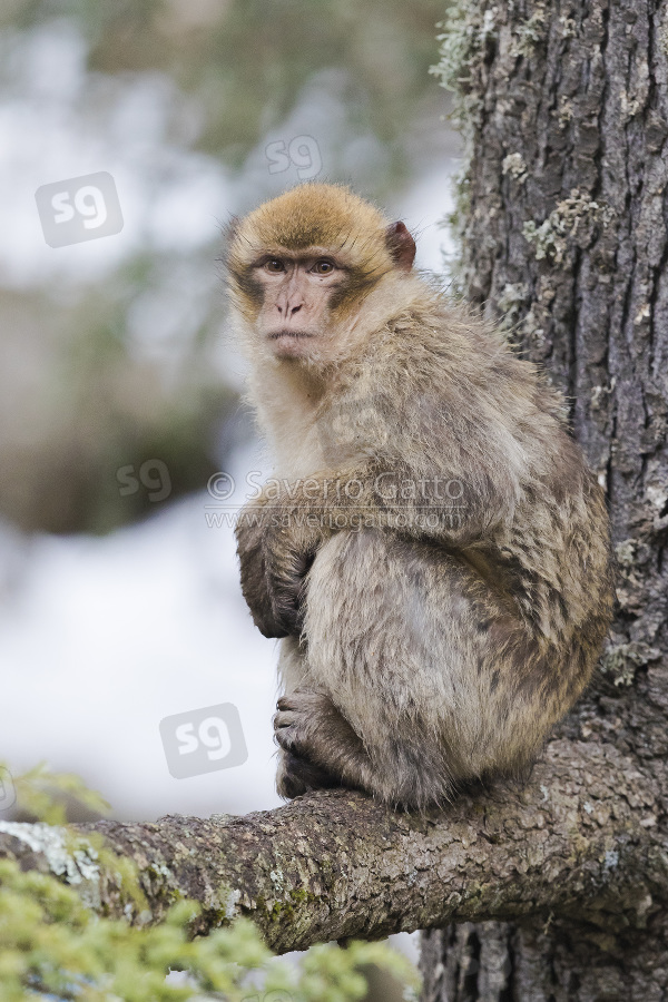 Barbary Macaque, individual sitting on a branch