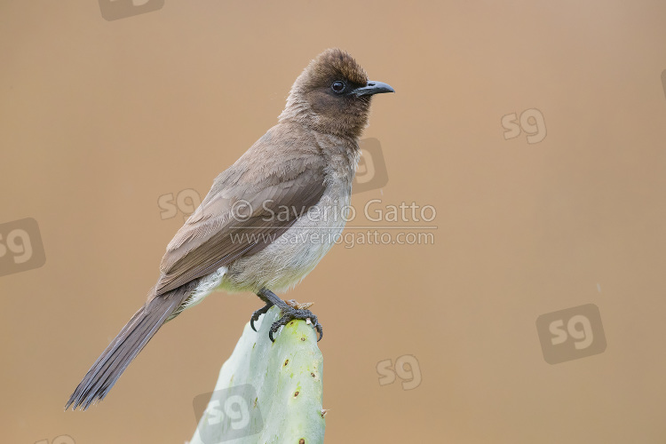 Common Bulbul