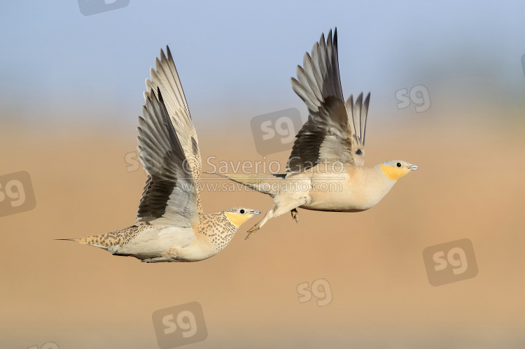 Spotted Sandgrouse, pair in flight