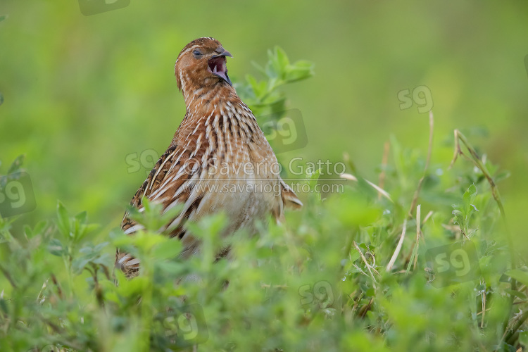 Common Quail, adult male singing