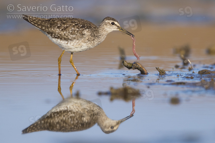 Wood Sandpiper, adult feeding on an earthworm