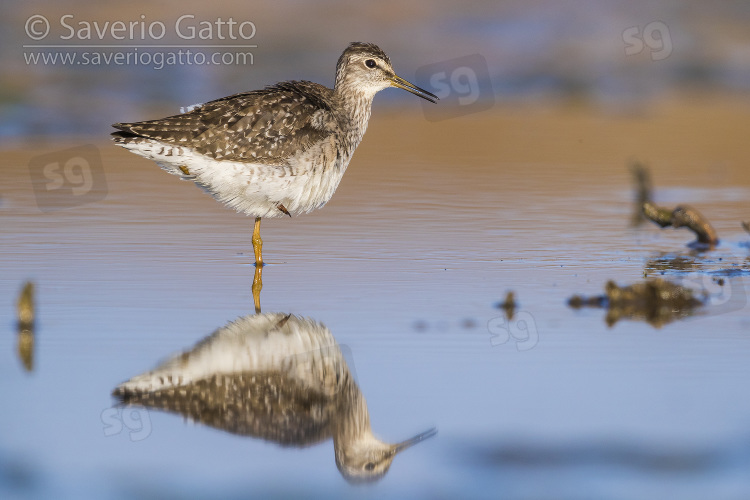 Wood Sandpiper, adult standing on a single leg