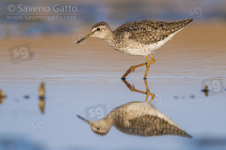 Wood Sandpiper, adult walking in the water