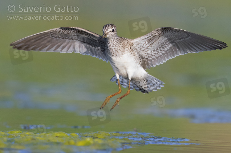 Wood Sandpiper, adult in flight