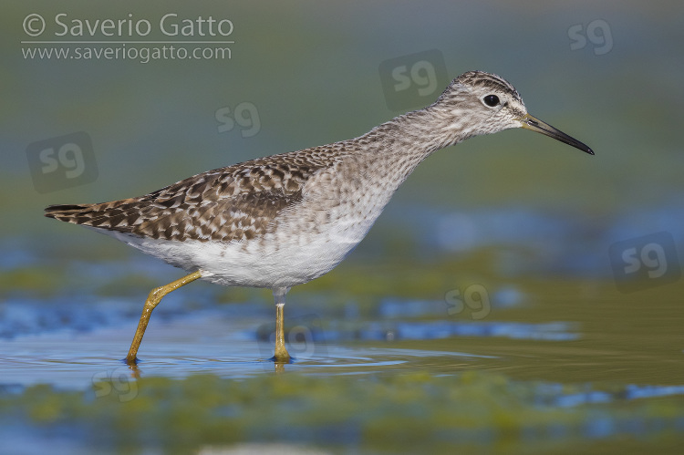 Wood Sandpiper