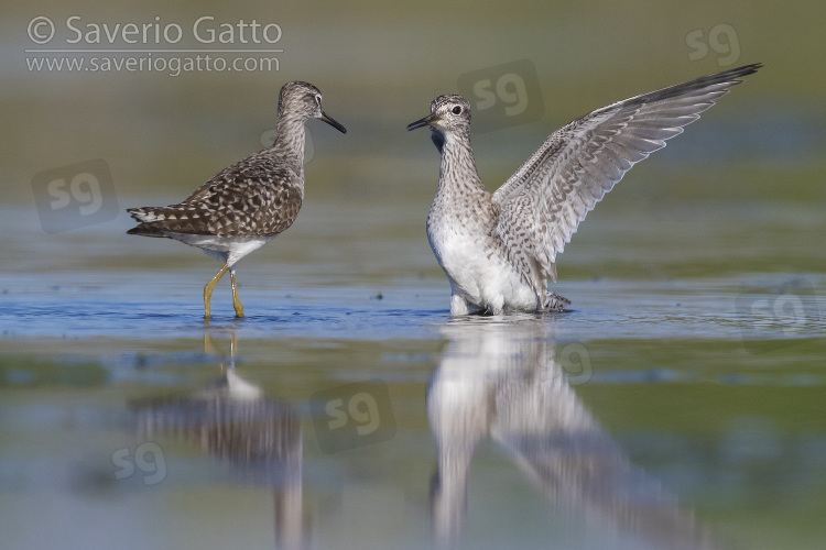 Wood Sandpiper, adults fighting