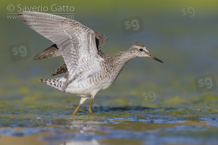 Wood Sandpiper, adult with opened wings