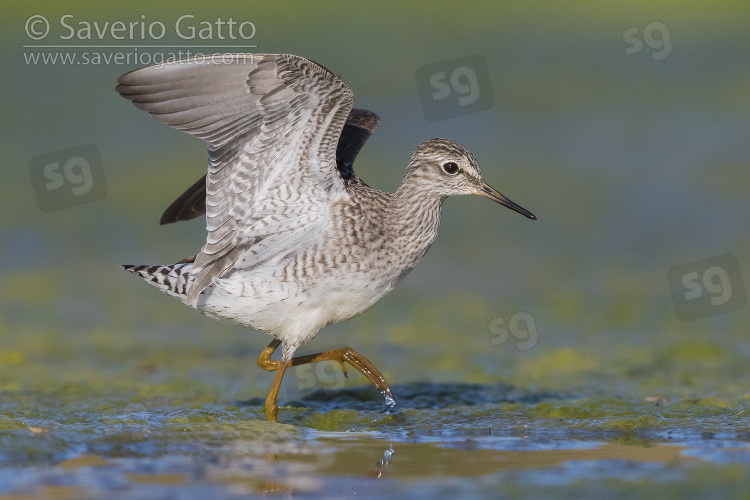 Wood Sandpiper, adult with opened wings