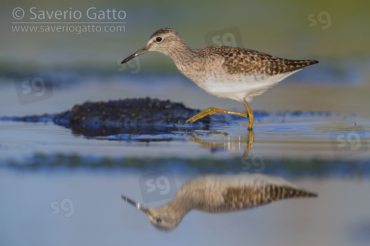 Wood Sandpiper, adult walking in the water