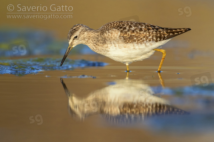 Wood Sandpiper, adult feeding in a pond