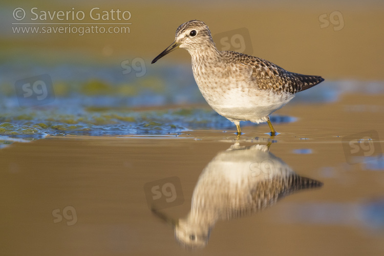 Wood Sandpiper