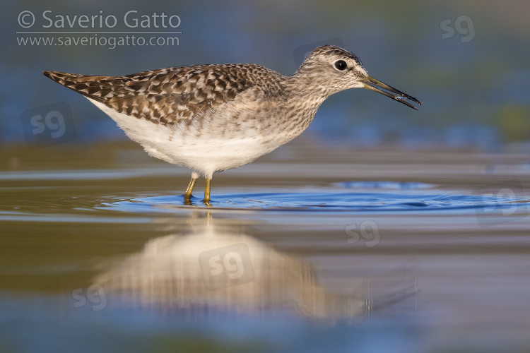 Wood Sandpiper