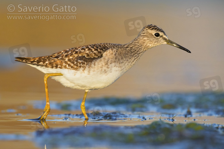 Wood Sandpiper, adult walking in the water