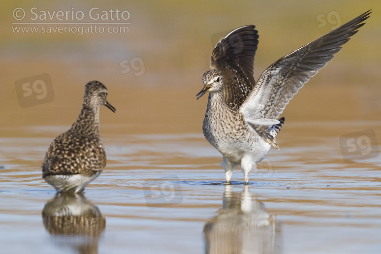 Wood Sandpiper