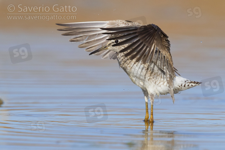 Wood Sandpiper, adult at take off