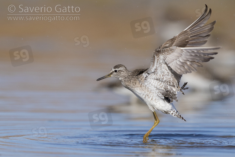 Wood Sandpiper