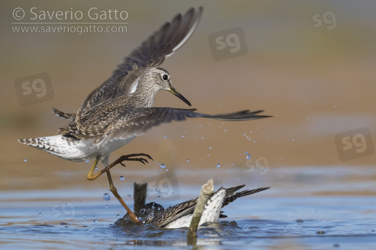 Wood Sandpiper