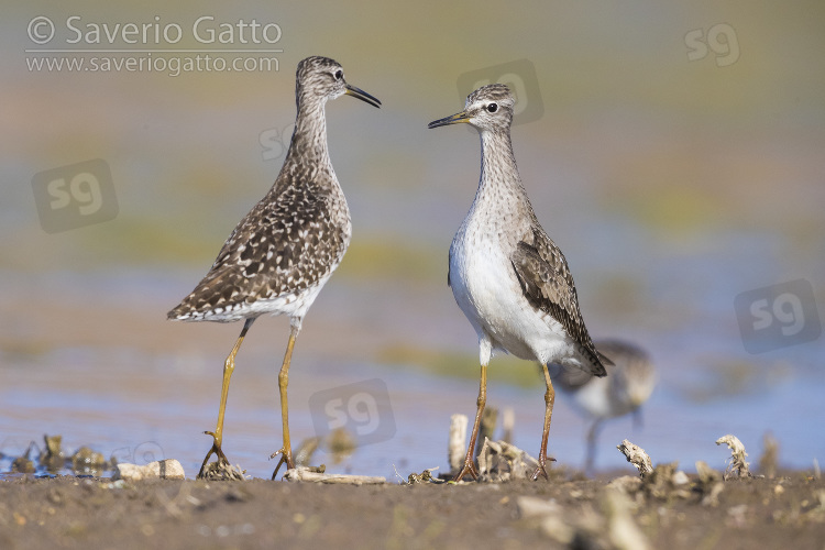 Wood Sandpiper