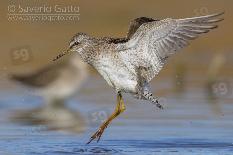 Wood Sandpiper, adult in flight