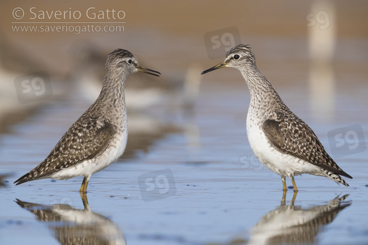 Wood Sandpiper